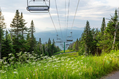 Overhead cable car amidst trees against sky