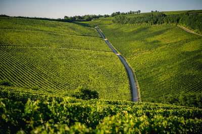 Scenic view of vineyard