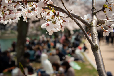 Close-up of pink cherry blossom tree