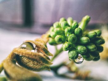 Close-up of flower buds