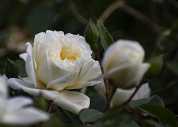 Close-up of white roses