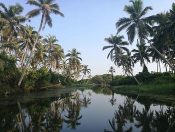 Scenic view of palm trees by lake against sky