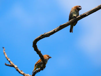 Low angle view of bird perching on branch against sky