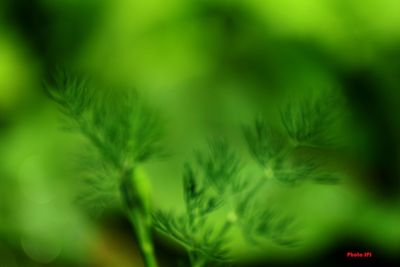 Close-up of green tree