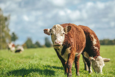 Cow grazing on field against sky