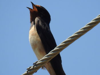 Low angle view of bird perching against clear blue sky