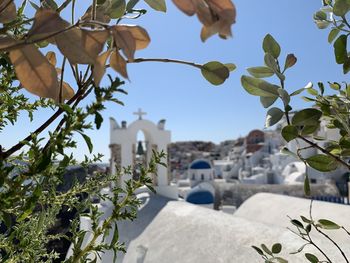 Buildings and plants against sky in city