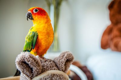 Close-up of parrot perching