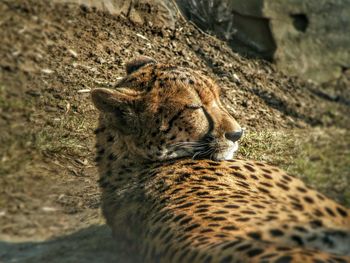 Close-up of lion relaxing outdoors