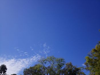 Low angle view of trees against blue sky