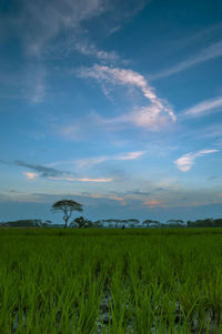 Scenic view of agricultural field against sky