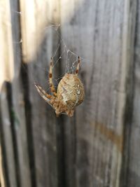Close-up of spider on web