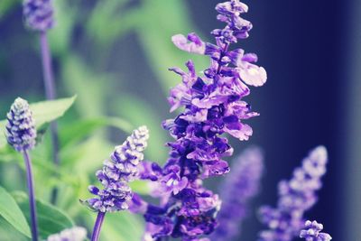 Purple flower spikes