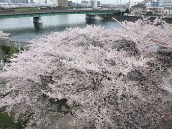 View of plants in river