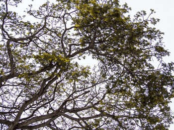 Low angle view of tree against sky