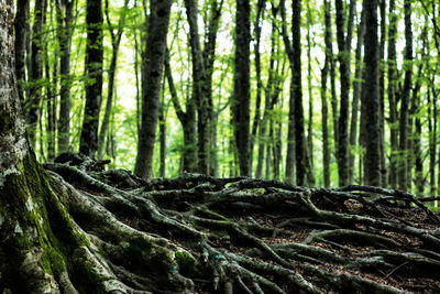 Close-up of tree trunks in forest