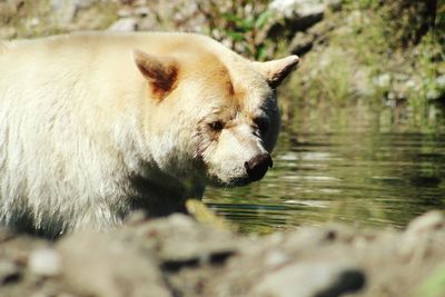 Spirit bear