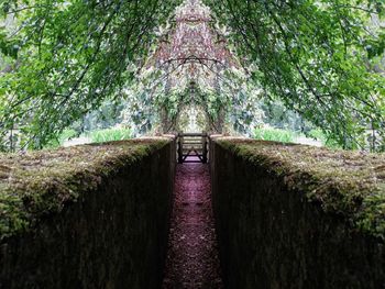 Footpath amidst trees in forest