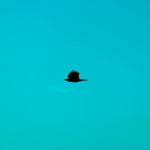Low angle view of silhouette bird flying against blue sky