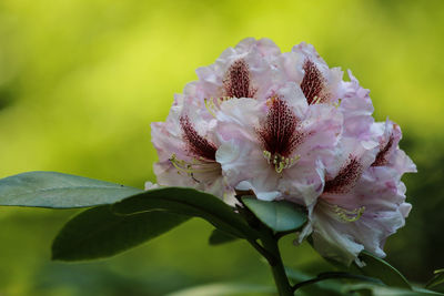 Close-up of flowering plant