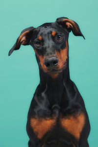 Close-up of black dog against blue background