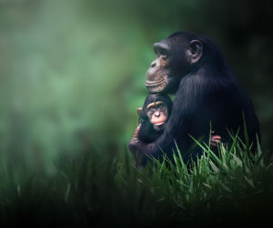 Close-up of monkey on grass