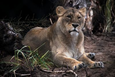 Portrait of a cat resting on land