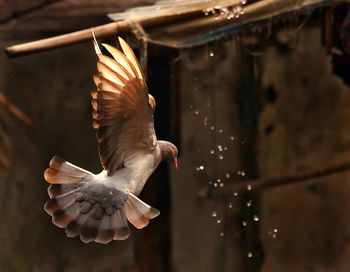 Close-up of pigeon flying by roof