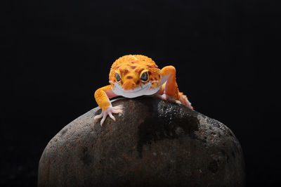 Close-up of crab on rock against black background