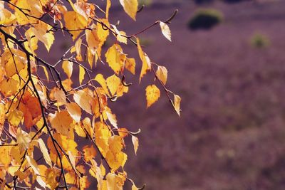 Close-up of maple leaves against blurred background