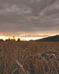 Wheat field against sky during sunset