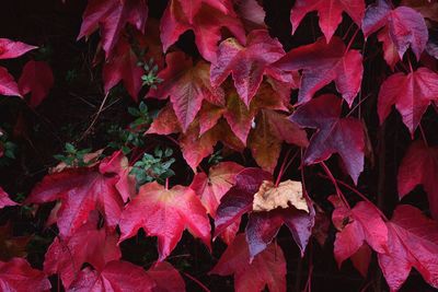 Full frame shot of autumnal leaves