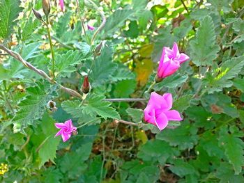 Close-up of pink flowers