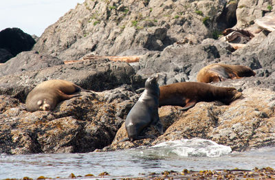 High angle view of sea lion on rock formation