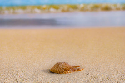 Close-up of shell on beach