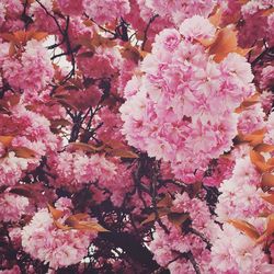 Low angle view of pink flowers blooming on tree