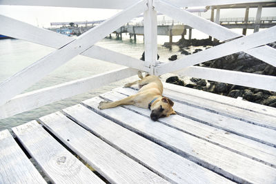 High angle view of cat sleeping on wooden pier