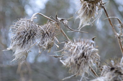 Close-up of dry plant