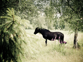 Horse standing in a field