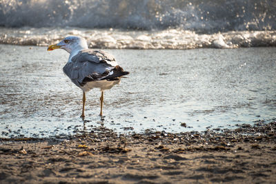 Close-up of bird in water