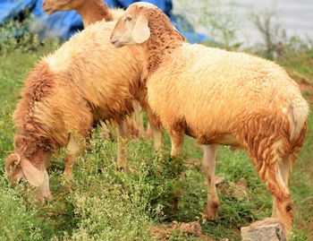 Close-up of sheep standing on field