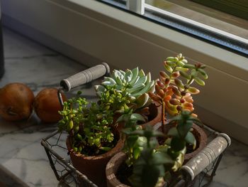 High angle view of potted plant on table