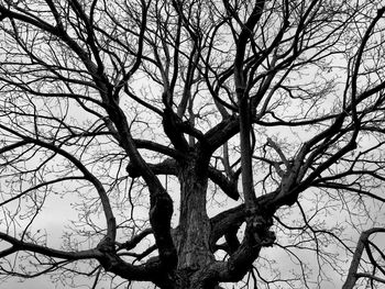 Low angle view of bare tree against sky