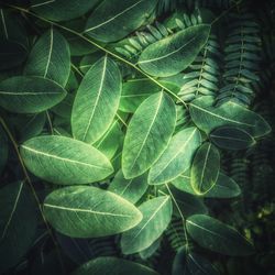 Close-up of fresh green plant
