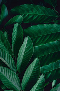 Full frame shot of green leaves