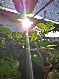 Sunlight streaming through leaves on sunny day