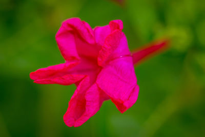 Close-up of pink flower blooming outdoors