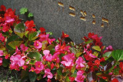 Close-up of pink flowers