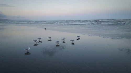 Flock of birds in the sea