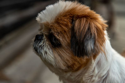 Close-up of a dog